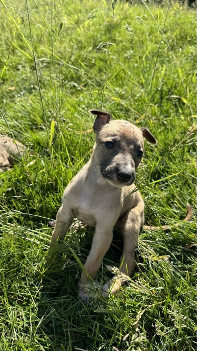 Цуценята породи Грейнхаунд