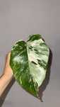 monstera variegata + monstera adansonii mint