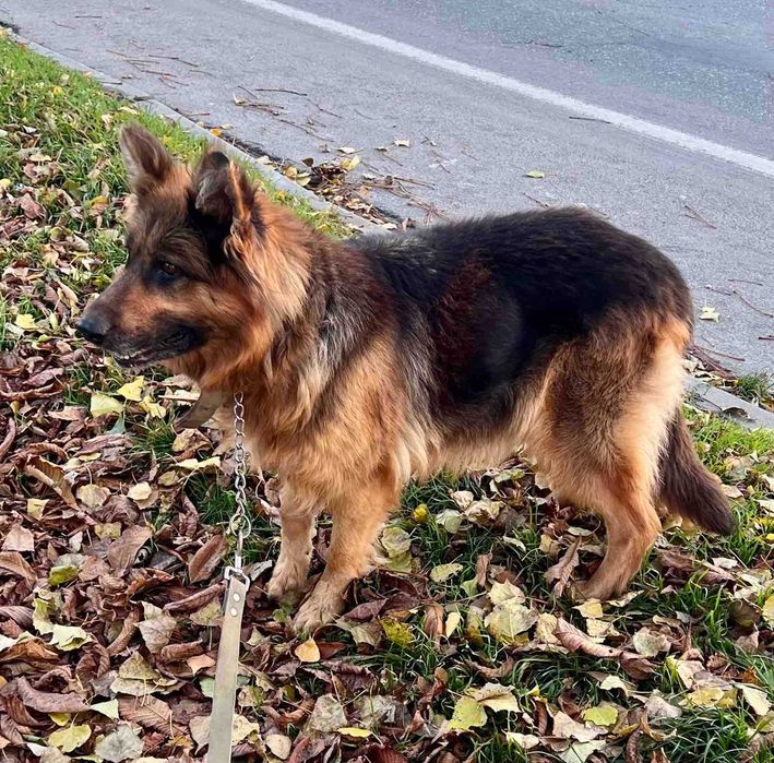 німецька овчарка Лана в добрі руки