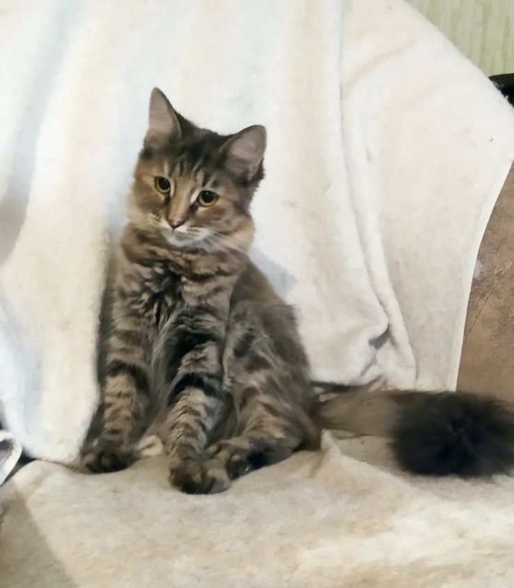 Котенок кошка девочка пушистая полосатая трехцветная