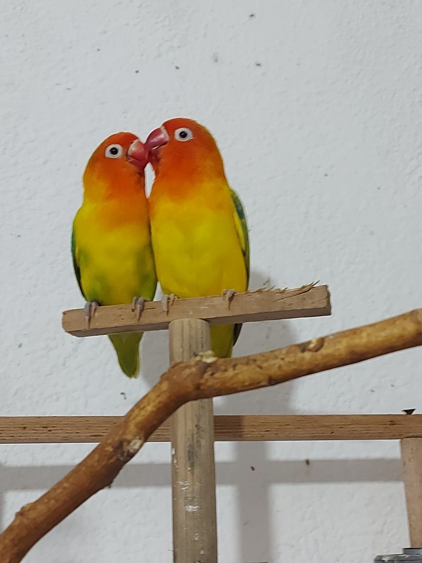 Agapórnis Fischer Opalino.