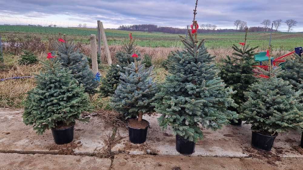 Świerk kłujące serbskie, jodła kaukaska. W donicy formowane 110-140 cm