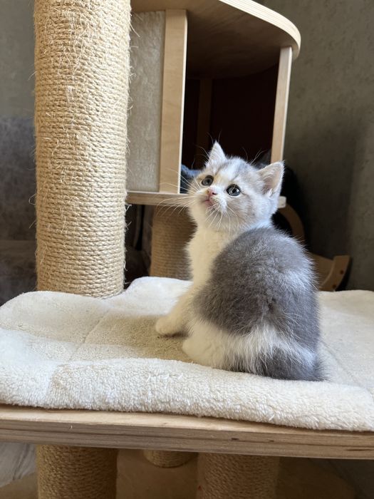 Бона Боночка страйтова