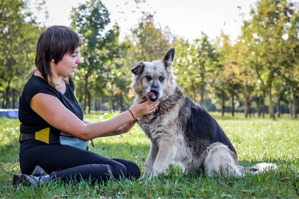 Ramona-piękna satrsza suczka czeka na wymarzony dom-adopcja