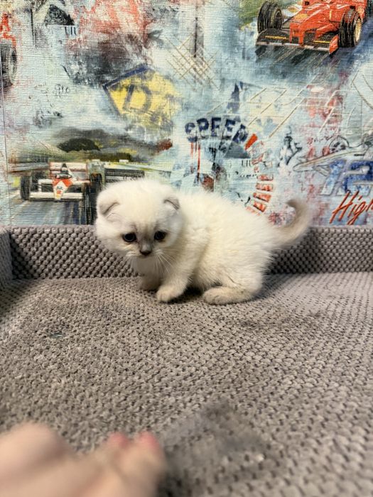 Котята шотландской породы