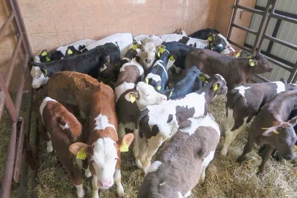 Cielaki cielęta byczki mięsne jałówki byki jałoszki sprzedaż cieląt