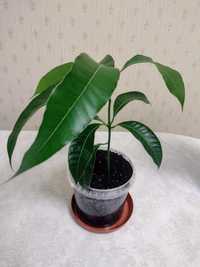 Растение Манго, выращенное из косточки.