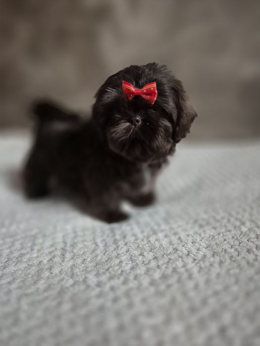 Czekoladowa sunia Shih-Tzu gotowa do odbioru