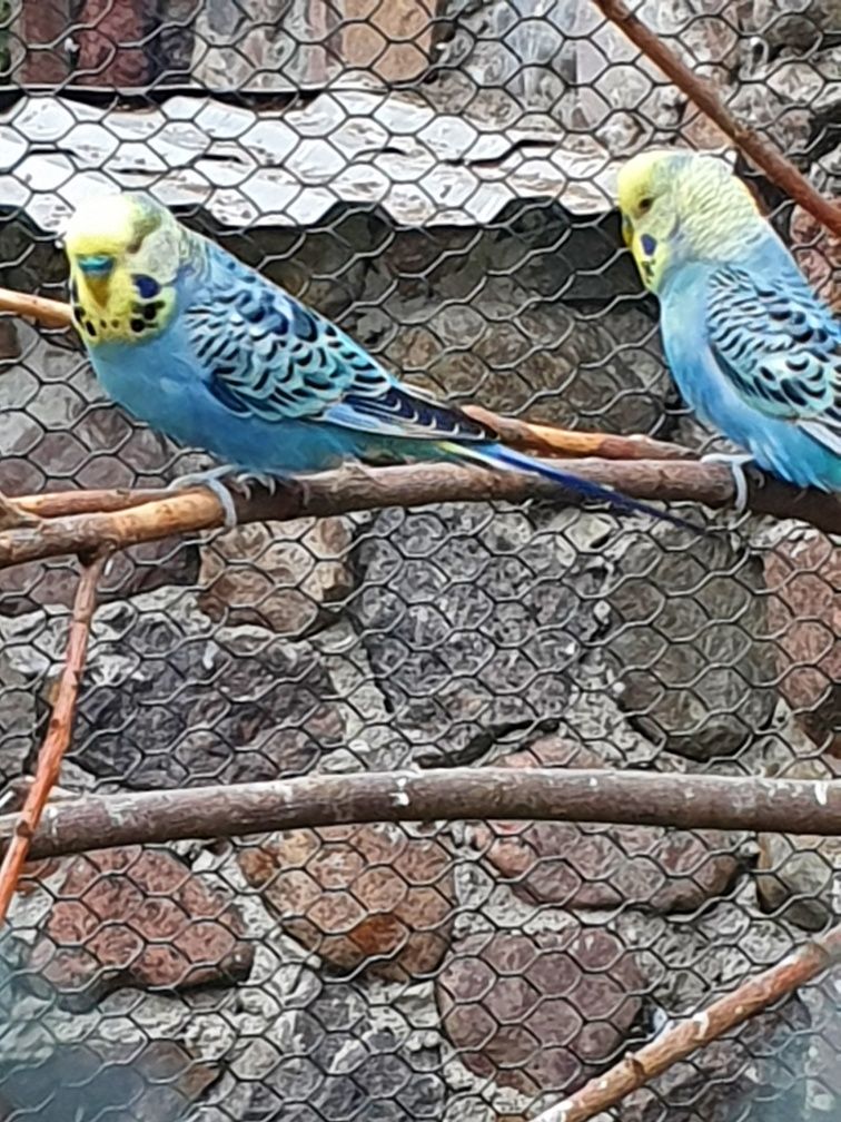 Papugi faliste papużki młode