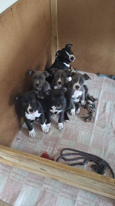 Амстаф, чорно-білі та сірі з гарним родоводом