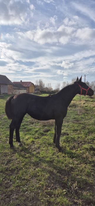 Klacz klaczka źrebica śląska