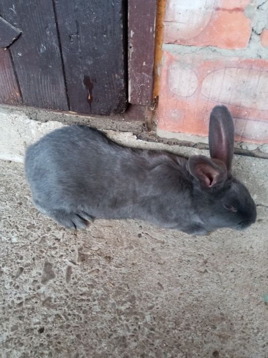 Продам кролики німецький строкач