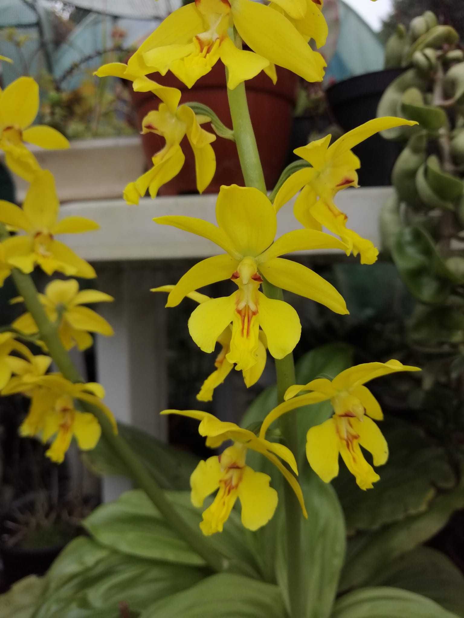 calanthe sieboldii flor