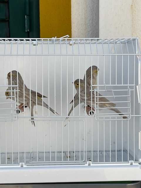 canários - varias raças de canários