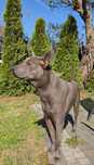 Thai ridgeback pies adopcja