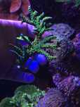 Anacropora goldenrod koralowiec sps akwarium morskie