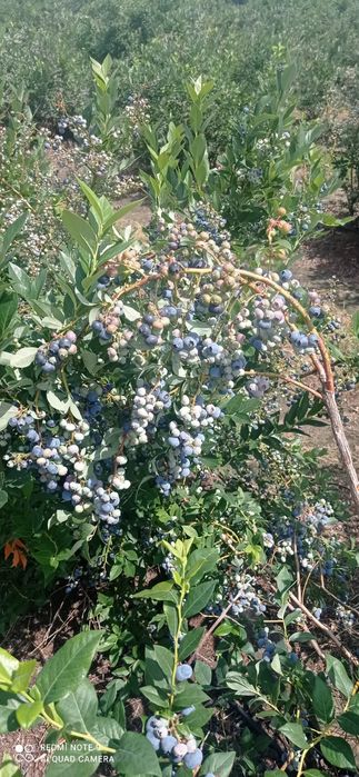 Krzewy/sadzonki borówki amerykańskiej - 7 letnie