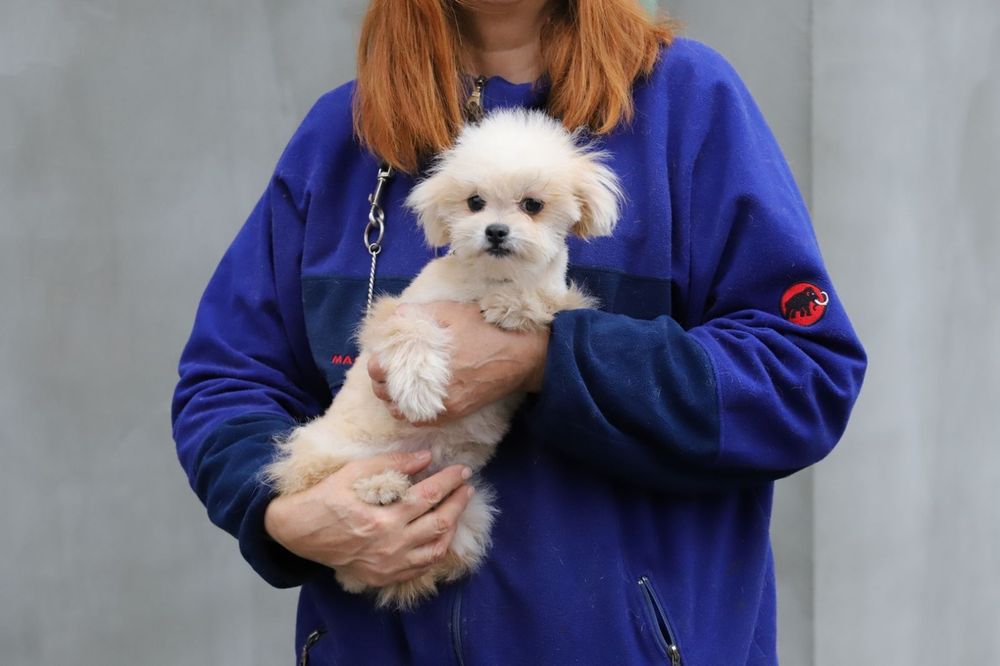 Пальтипу мальчик мини