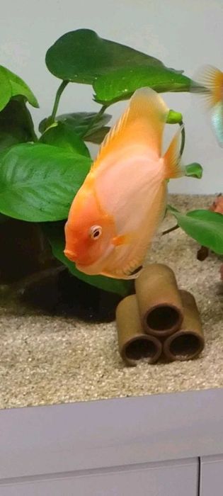 Paletki bardzo ładne 2 szt