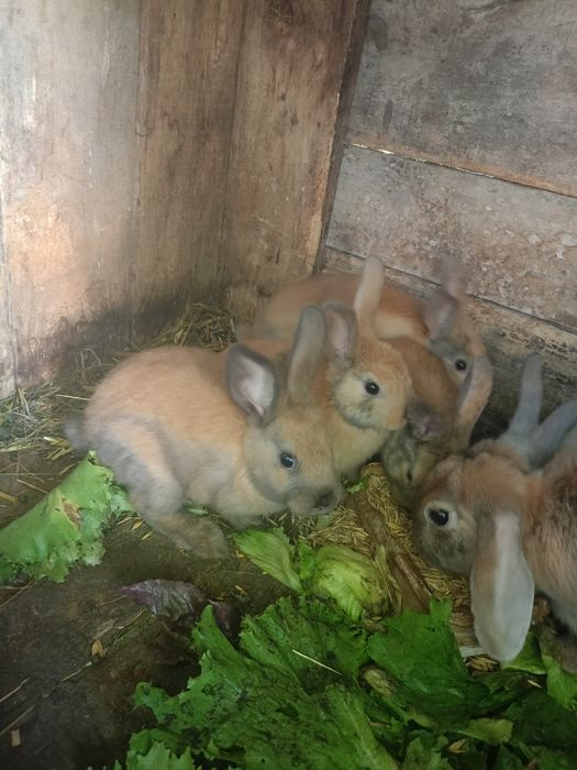 Króliczki miniaturki - samiczki