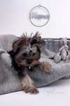 York Yorkshire terrier FCI : FRIDA - suczka