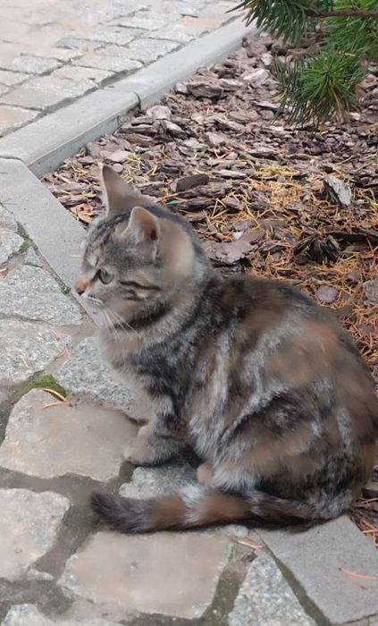 Бенгальская котёнок девочка ищет дом! Котята в хорошие руки!