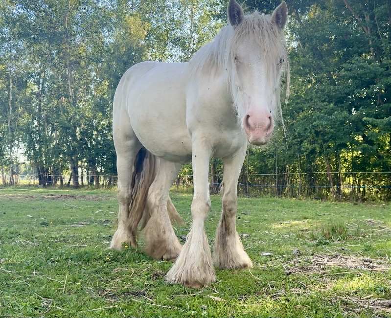 Klacz Tinker/Gypsy cob do hodowlii