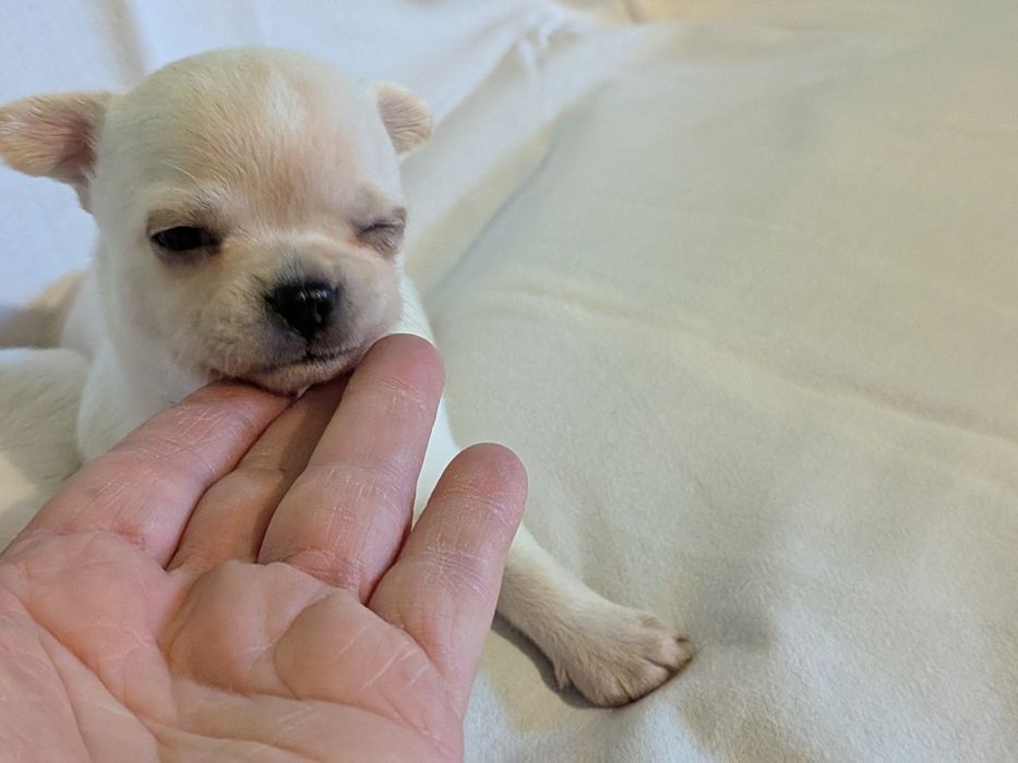 Chihuahua krótkowłosy FCI