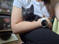 WĘGIELEK i KOKSIK - młode kocurki do adopcji