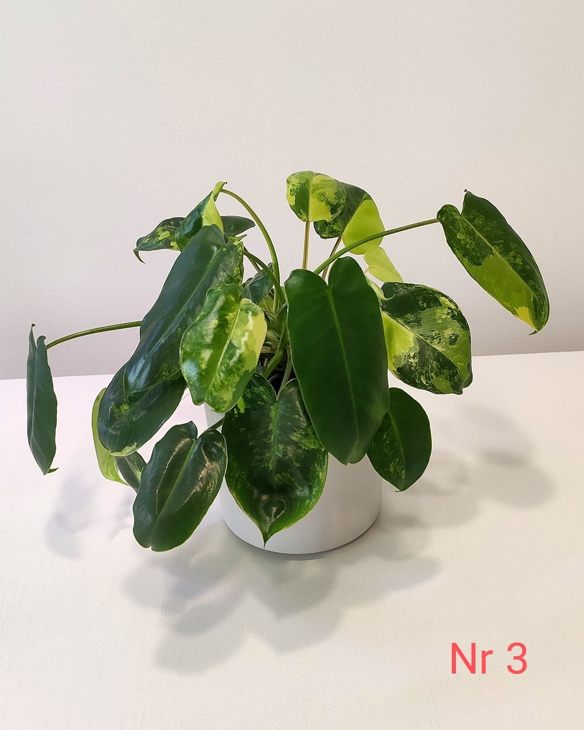 Philodendron Burle Marx Variegata