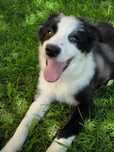 Border collie ZKWP FCI suczka czarno biała