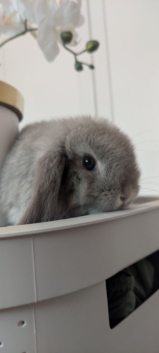 Mini Lop królik gotowe do odbioru