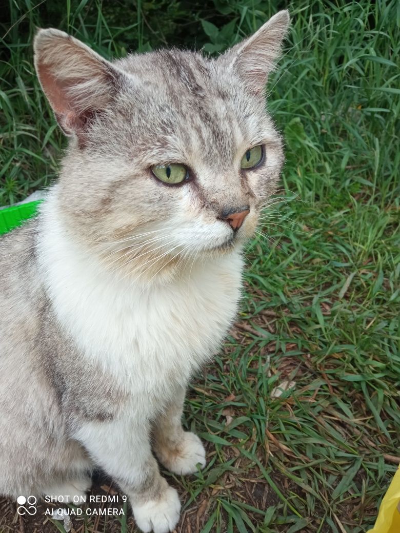Молодий котик в дбайливу родину