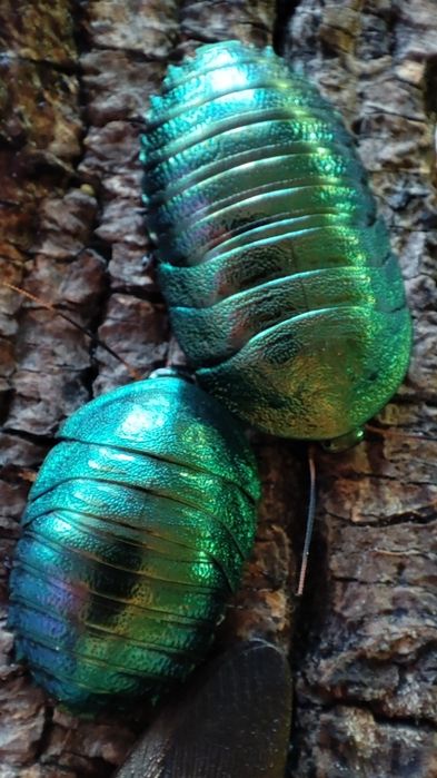 Смарагдові таргани Pseudoglomeris magnifica