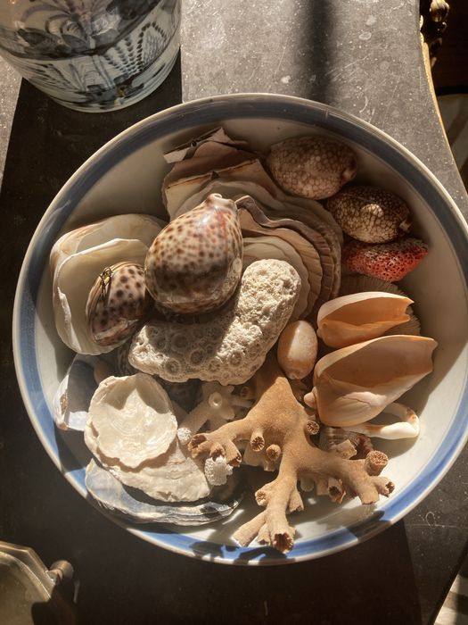 Coleccao de Buzios, corais e conchas