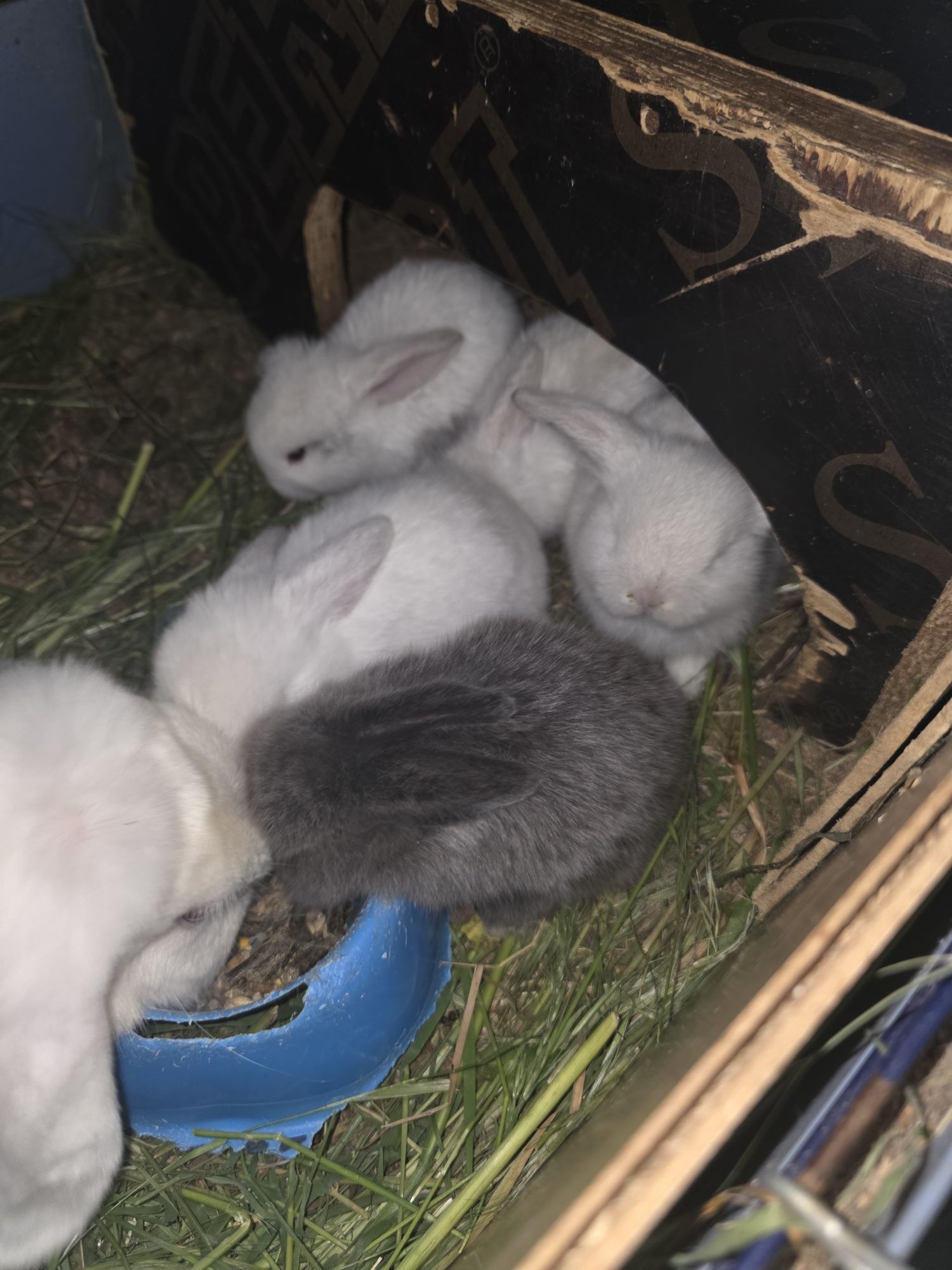 coelhos mini lop