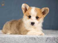 Welsh Corgi Pembroke ZKwP FCI piesek rezerwacja