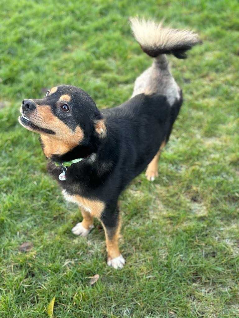 Twój przyjaciel na całe życie chłopiec bez nóżki do adopcji
