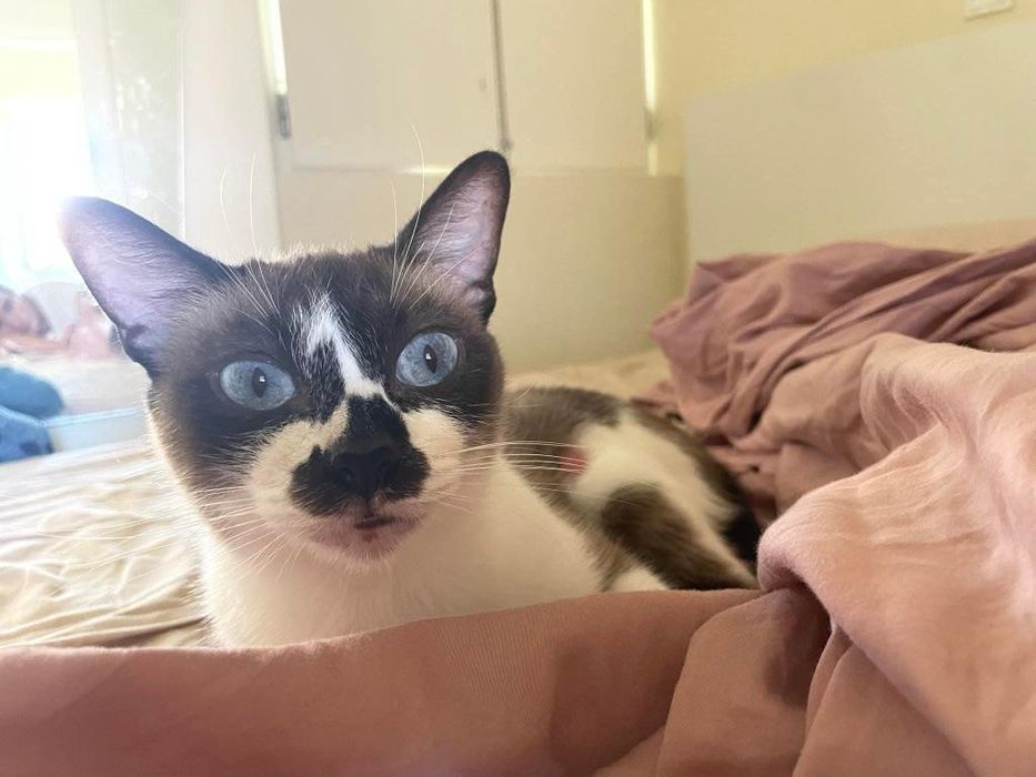 2 Gatinhos para Adoção Responsável