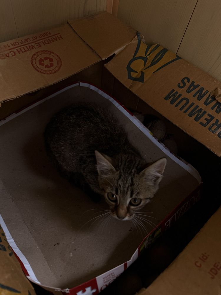 Котики,безкоштовно