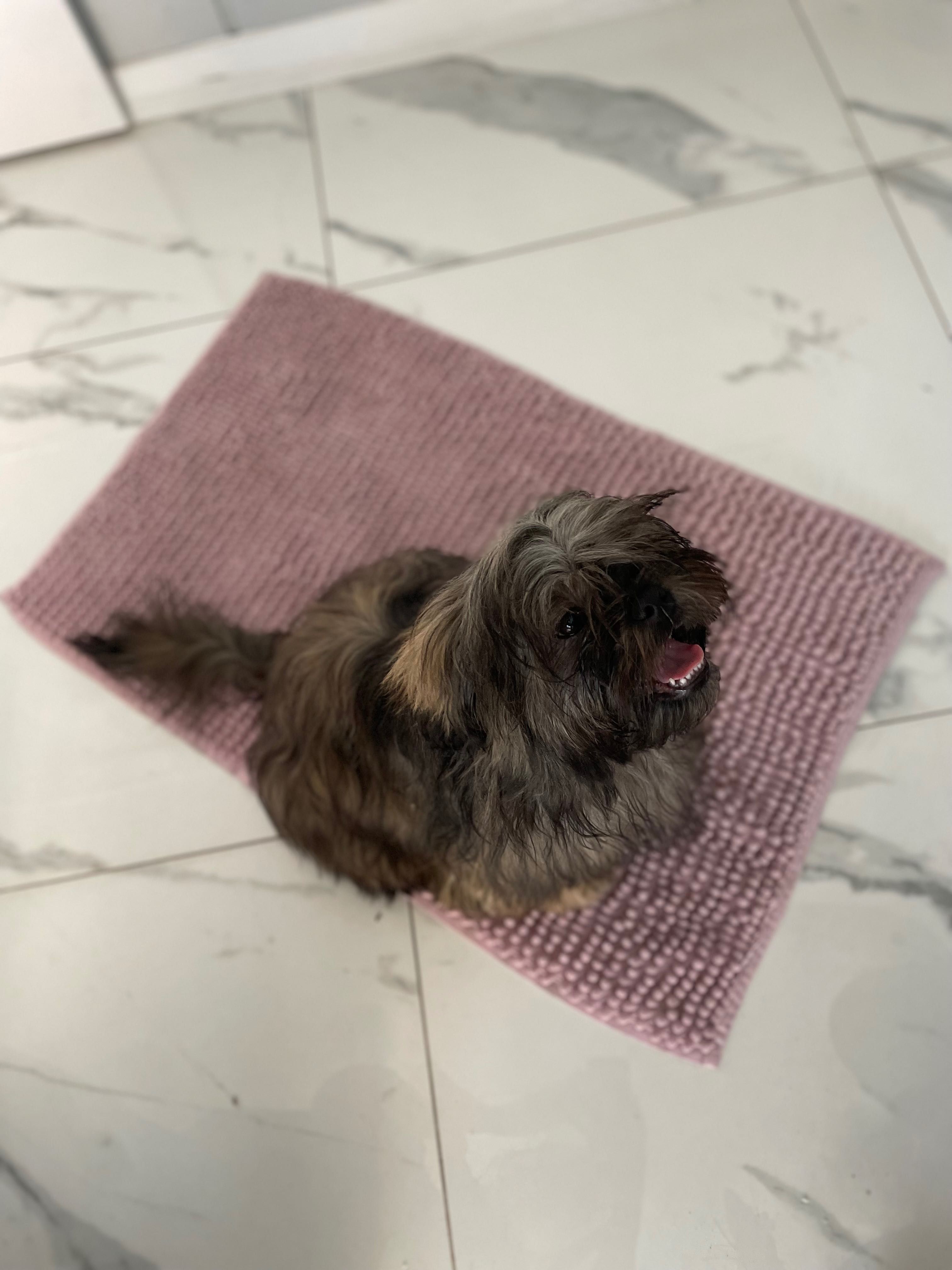 Szczeniak Shih Tzu