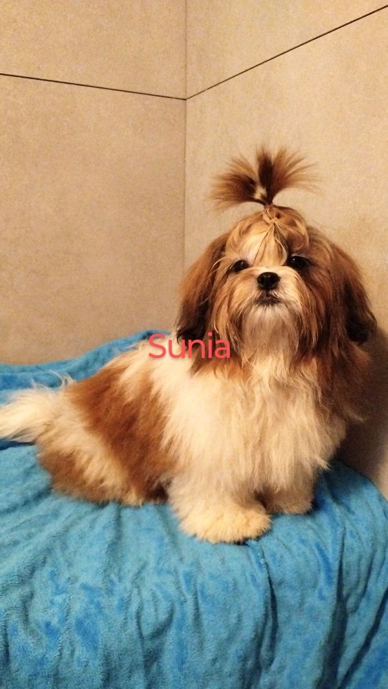 Shih tzu suczka tybetańska lalka