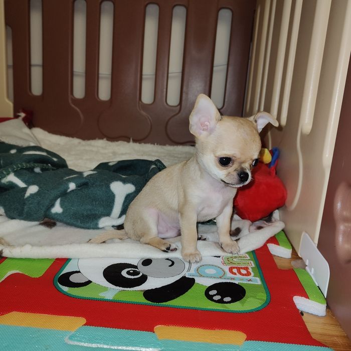 Chihuahua krótkowłosa-1 piesek