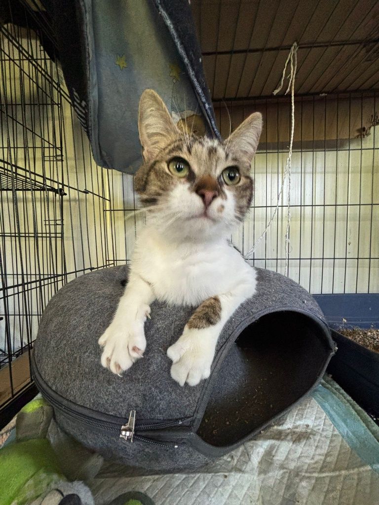 Towarzyski kocurek do adopcji