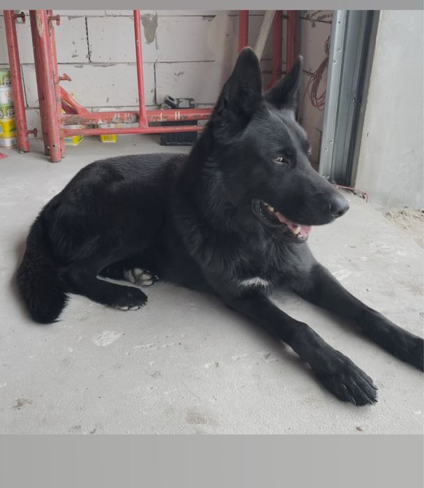 Німетська вівчакрка кобель