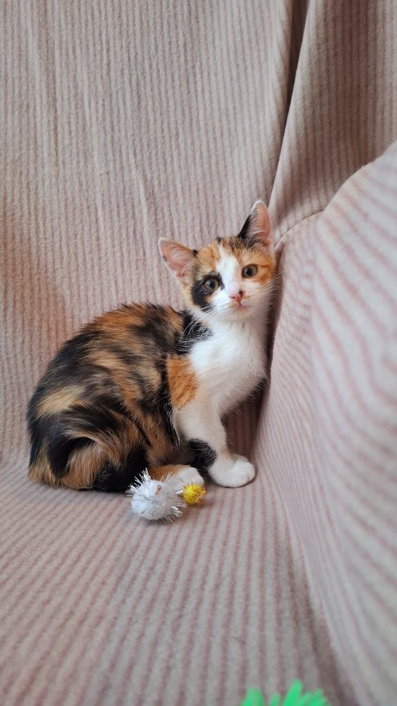 Kolorowa dziewczynka do adopcji
