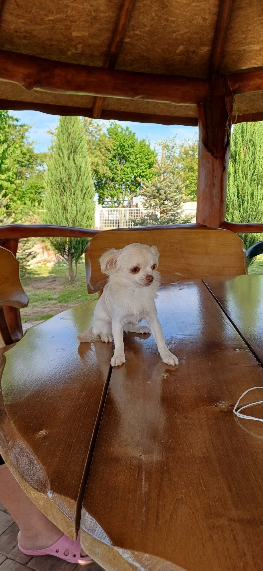 Piesek chihuahua FCI