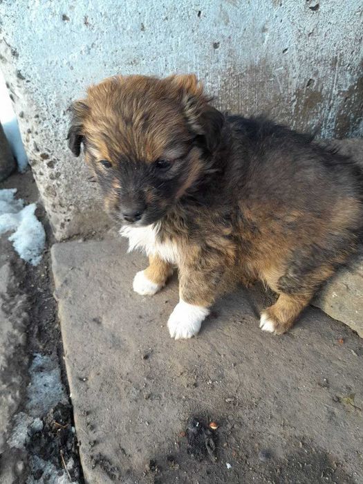 Віддам цуценя у добрі руки! БЕЗКОШТОВНО! ДІВЧИНКА