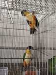 Casal Pionites melanocephalus
