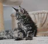 Molly koteczka Maine coon gotowa do odbioru